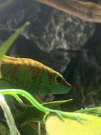 Phelsuma Grandis 1.0, Overige soorten, 3 tot 6 jaar