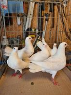 Witte duif per stuk, Dieren en Toebehoren, Vogels | Duiven, Geslacht onbekend, Postduif