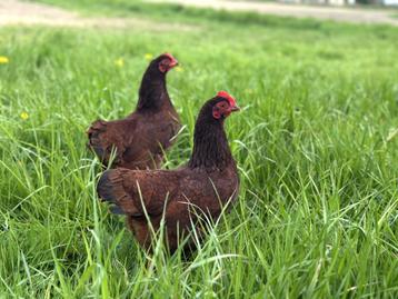 Jonge tamme Rhode Island Red kriel kippen hennen gesekst beschikbaar voor biedingen
