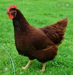 Gezocht rhode islands red hennen, Dieren en Toebehoren, Vrouwelijk, Kip