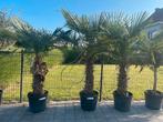Palmbomen trachycarpus fortunei!, Tuin en Terras, Ophalen
