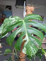 Monstera variegata kopstek, Huis en Inrichting, Kamerplanten, Ophalen