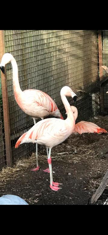 Flamingo’s zoeken nieuwe thuis, Autres espèces