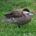 versicolortaling @ paradijshof, Dieren en Toebehoren, Pluimvee, Vrouwelijk, Eend