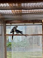 Bewezen kopppel Pennant parkieten, Dieren en Toebehoren, Meerdere dieren, Parkiet, Geringd