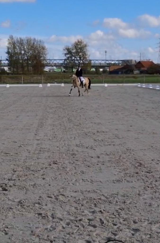 Heel leuke 4 jarige dressuurpony (D-pony), Animaux & Accessoires, Poneys, Hongre, Ne s'applique pas, Poney D (1.37 m à 1.48m)