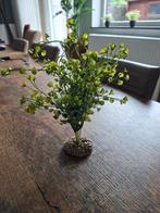 Aquarium planten, Enlèvement ou Envoi, Neuf, Plante(s), Pierre ou Bois