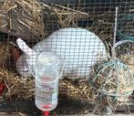 Gratis albino konijn met hok, Dieren en Toebehoren, Konijnen, Vrouwelijk