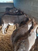 Ezels, Dieren en Toebehoren, Schapen, Geiten en Varkens
