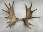 Groot gewei van eland 80 cm - elk (moose), Enlèvement ou Envoi, Utilisé, Animal sauvage, Bois ou Tête