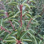 ‼️PROMOplant zorgt voor uw haagplanten aan PROMOprijzen‼️, Ophalen