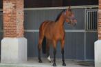 Te koop: Triple Sec – 6-jarige merrie (1m65), Dieren en Toebehoren, Paarden, Merrie, 165 tot 170 cm, Gechipt