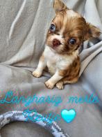 Prachtige chihuahua pups lang en kortharige, Dieren en Toebehoren, CDV (hondenziekte), Meerdere, 8 tot 15 weken, Meerdere dieren