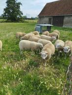 Mooie lammeren - jonge schapen - rammen en ooien, Dieren en Toebehoren, Schapen, Geiten en Varkens, Schaap, 0 tot 2 jaar