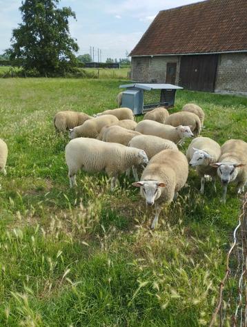 Mooie lammeren - jonge schapen - rammen en ooien beschikbaar voor biedingen