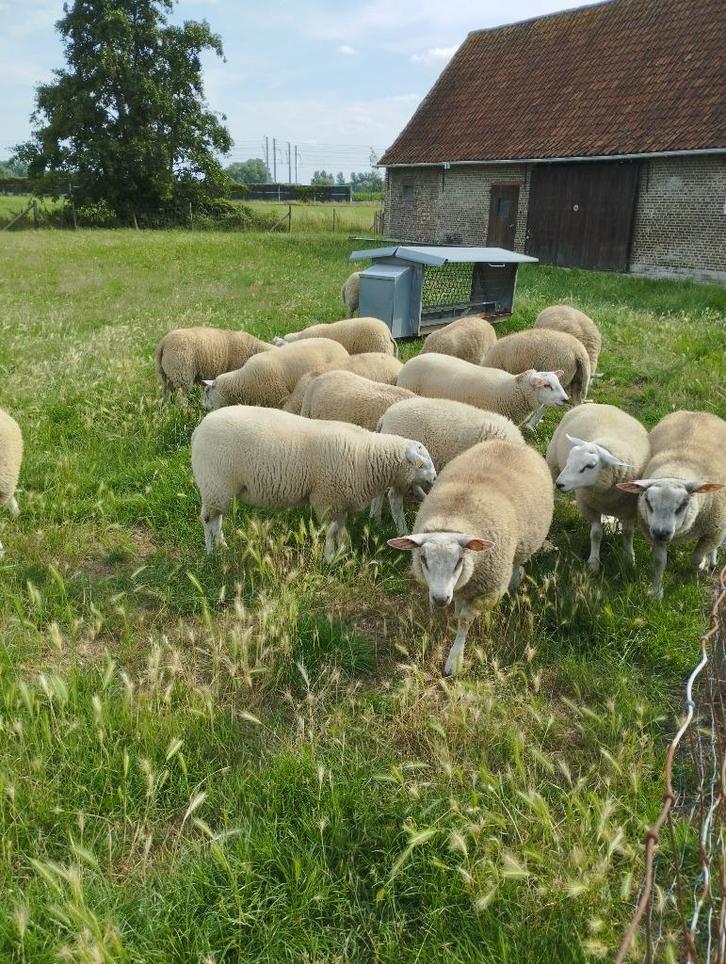 Mooie lammeren - jonge schapen - rammen en ooien, Dieren en Toebehoren, Schapen, Geiten en Varkens, Schaap, 0 tot 2 jaar