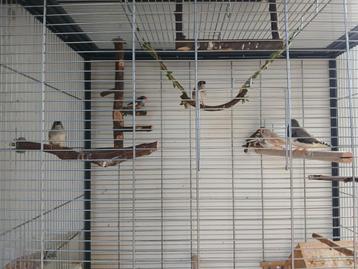 Zebra vinkjes pas geboren beschikbaar voor biedingen