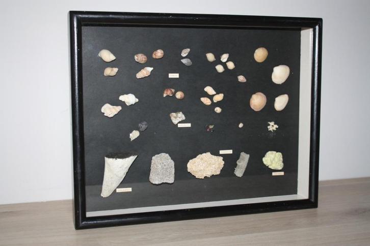 Oude Reliëf kader met fossielen, gesteenten en schelpen, Verzamelen, Mineralen en Fossielen, Overige typen, Ophalen
