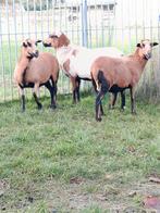 Mooie Kameroen schapen ( ooien ), Dieren en Toebehoren, Schapen, Geiten en Varkens