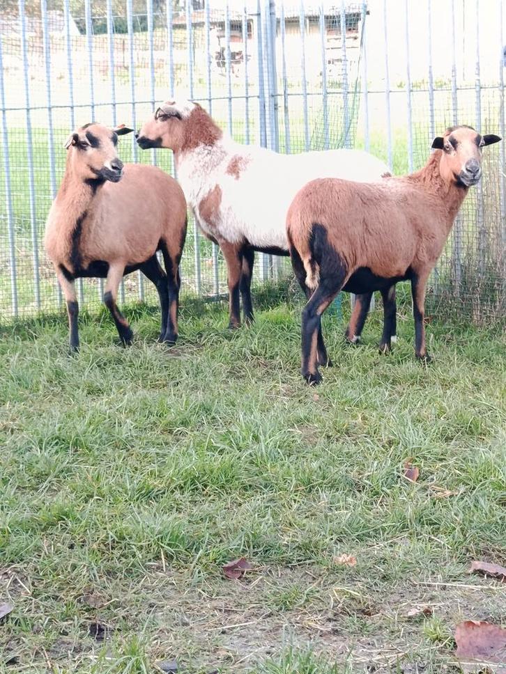 Mooie Kameroen schapen ( ooien ), Dieren en Toebehoren, Schapen, Geiten en Varkens
