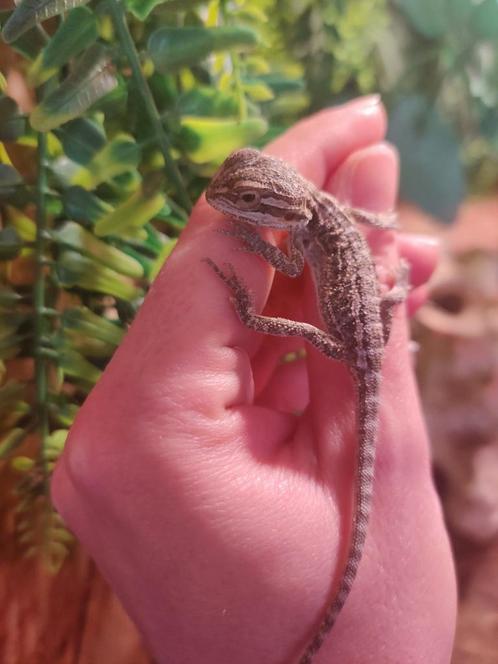 Jonge baby baardagamen, Dieren en Toebehoren, Reptielen en Amfibieën