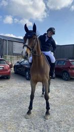 Hongre bai, Dieren en Toebehoren, Paarden, Springpaard, Gechipt, Ruin, Zadelmak