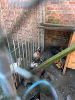 Gratis jonge haan, Dieren en Toebehoren