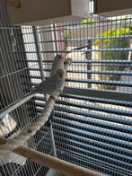 Grasparkietjes nog jong mannetjes te Nazareth., Dieren en Toebehoren, Vogels | Parkieten en Papegaaien