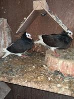 Kapasijn Duiven, Dieren en Toebehoren