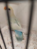 Agapornis roseicollie pop 2025 tam, Dieren en Toebehoren, Vogels | Parkieten en Papegaaien, Geringd