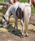 Op zoek naar 2 pony's, Dieren en Toebehoren, Pony's, B