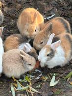 Dwergkonijntjes te verkrijgen, Dieren en Toebehoren, Konijnen, Geslacht onbekend, Klein, 0 tot 2 jaar