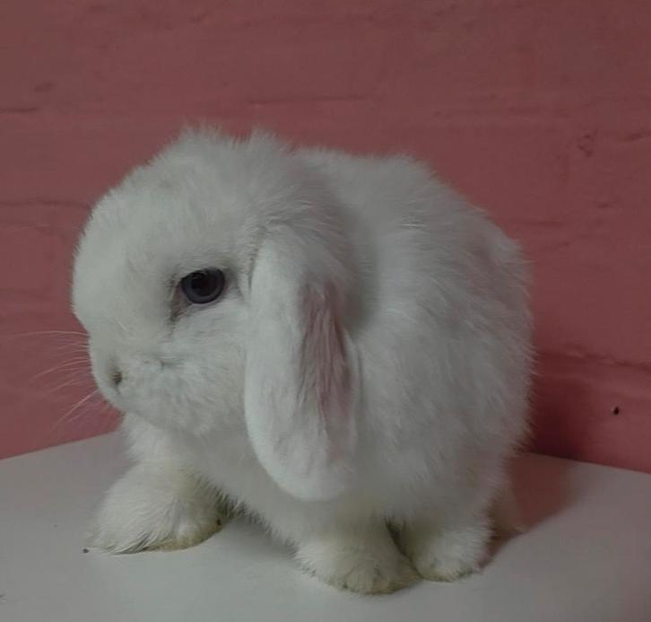 Minilop voedster, Dieren en Toebehoren, Konijnen