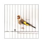 Putters koppel 2025, Animaux & Accessoires, Oiseaux | Oiseaux Autre, Plusieurs animaux, Oiseau chanteur sauvage, Domestique