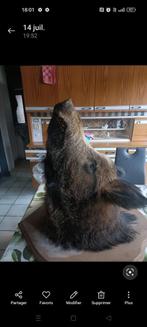Tête de sanglier a vendre, Collections, Collections Animaux, Enlèvement ou Envoi, Comme neuf, Animal sauvage, Animal empaillé