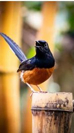 Shamalijster man, Dieren en Toebehoren, Vogels | Overige Vogels, Geringd