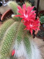 Cleistocatus colademononis "apenstaartcactus" MONKEY TAIL, Enlèvement, Cactus