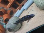 Pseudotropheus elongatus neon spot, Dieren en Toebehoren, Vissen | Aquariumvissen, Vis, Zoetwatervis