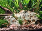 40tal vuur tetras, Dieren en Toebehoren, Vissen | Aquariumvissen