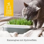 Hydro Gras vers kattenkruid GRATIS LEVERING, Dieren en Toebehoren, Katten-accessoires, Verzenden, Nieuw