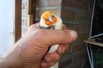 distelvink, Dieren en Toebehoren, Vogels | Overige Vogels, Mannelijk, Wildzangvogel, Geringd