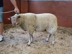 Schapen bokken, Dieren en Toebehoren