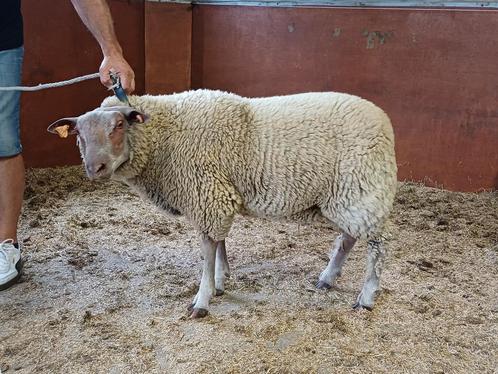 Schapen bokken, Dieren en Toebehoren, Schapen, Geiten en Varkens