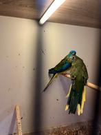 Paire de turquoises de couleur sauvage