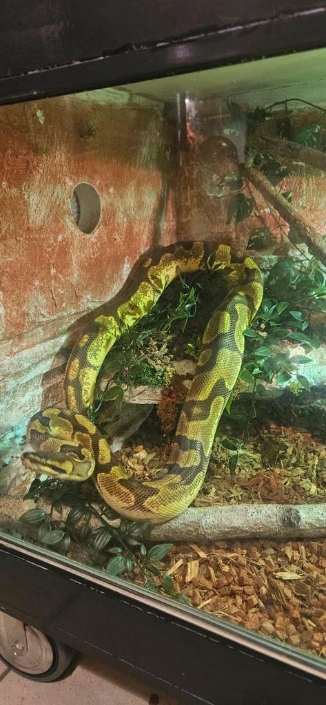 Volwassen Python kweekvrouw, Dieren en Toebehoren, Reptielen en Amfibieën, Met terrarium