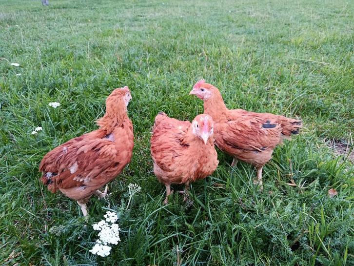 jonge vleeskippen om verder af te mesten, Dieren en Toebehoren, Pluimvee