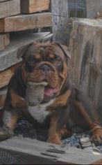 New English bulldog dekreu getest, Dieren en Toebehoren, Honden | Bulldogs, Pinschers en Molossers, België, Fokker | Hobbymatig