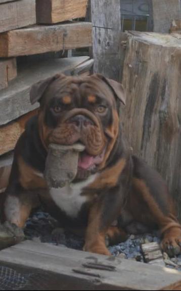 New English bulldog dekreu getest beschikbaar voor biedingen