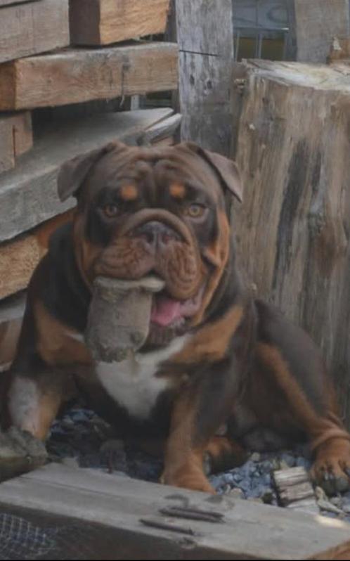 New English bulldog dekreu getest, Dieren en Toebehoren, Honden | Bulldogs, Pinschers en Molossers, Reu, Bulldog, Fokker | Hobbymatig