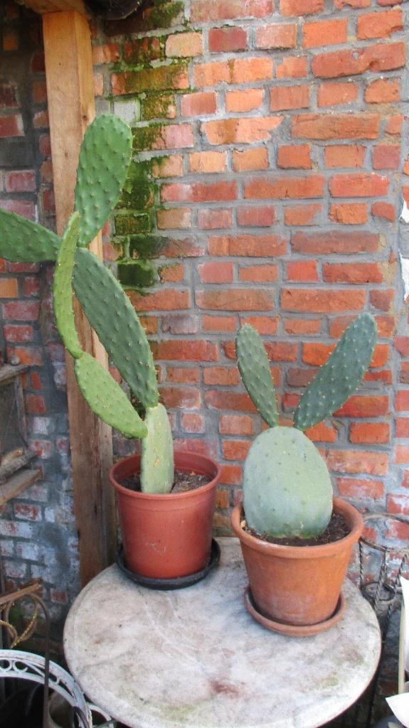 Twee vijgcactussen groot en klein, Maison & Meubles, Plantes d'intérieur, Cactus, Moins de 100 cm, Plante verte, Ombre partielle